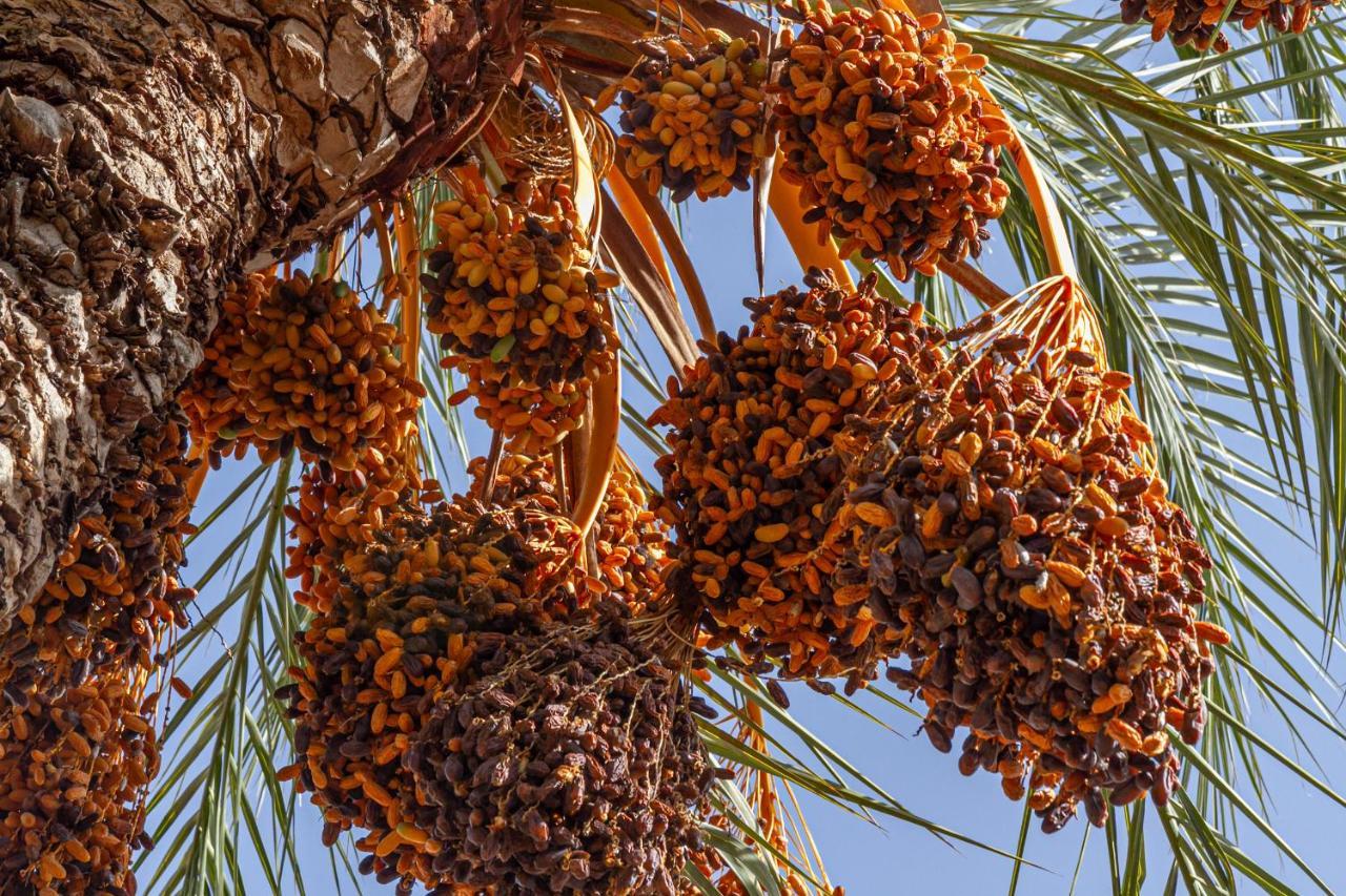 Bakkal Farm Agrolodge * مراكش